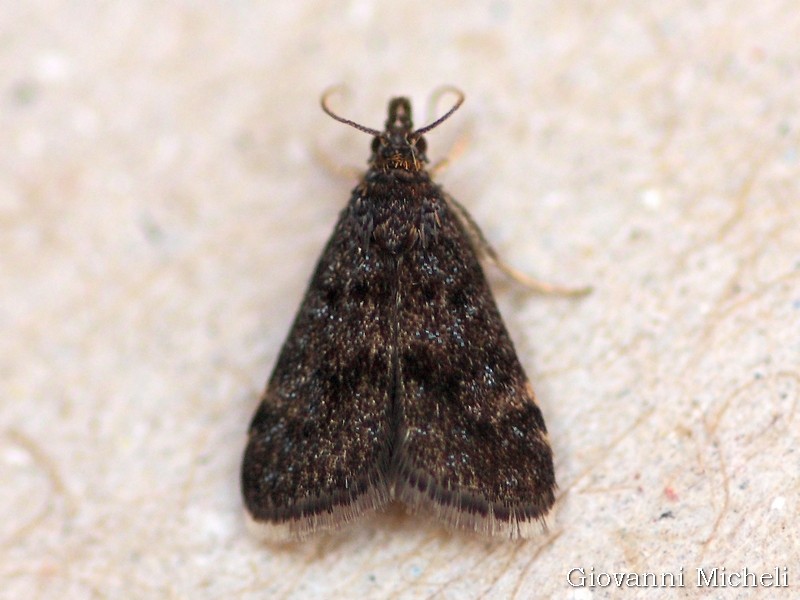 Heliothela wulfeniana, Crambidae